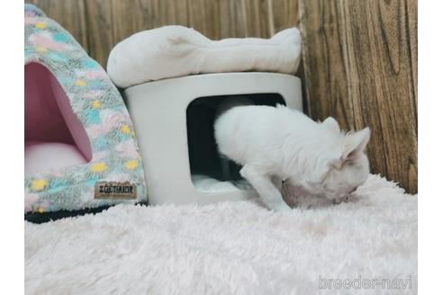 成約済の兵庫県のチワワ(ロングコート)-157036の14枚目